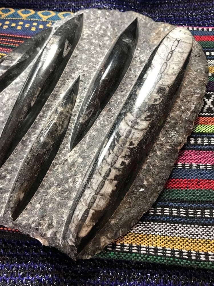 ◉モロッコ産【オルソセラス群/直角貝群】古生代デボン紀/化石[001 Amazon.co.jp: モロッコ産オルソセラス群直角貝群古生代デボン紀化石